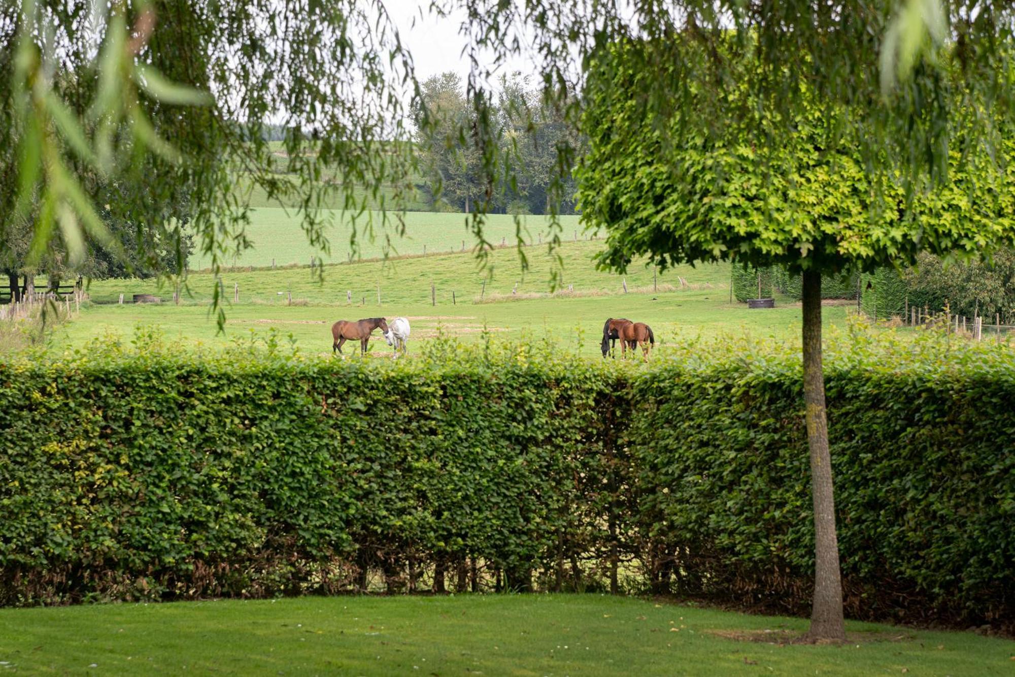 B&B Bertem Natuur Exterior photo